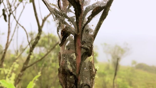 telara&ntilde;a arbol