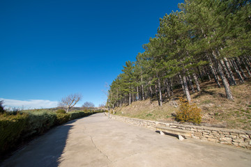 Pine forests around the town of Morella
