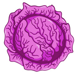drawn cartoon red cabbage