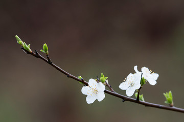Close-up of white plum flowers with morning hoarfrost.