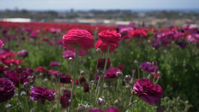 Pink flowers blowing in wind above buildings