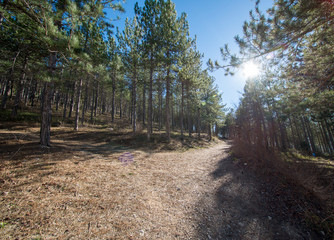 Pine forests around the town of Morella