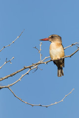 Colorful African bird