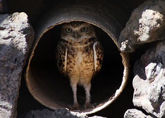 Eule Owl