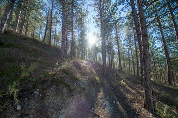 Pine forests around the town of Morella
