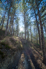 Pine forests around the town of Morella