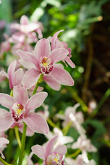 Pink orchid on green leaves sunny background