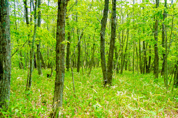 釧路湿原　北斗展望台の遊歩道
