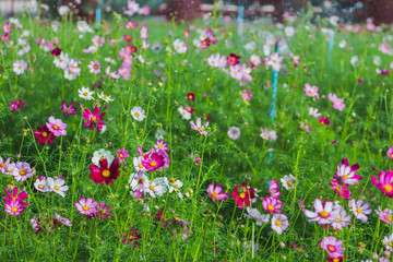 Fototapeta premium Sprinkler(Springer) is watering a variety of beautiful growing flowers in the garden
