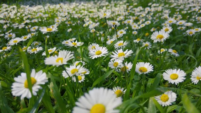 A close up shot of fresh wild grass and blooming white daisies in the enchanting spring season.