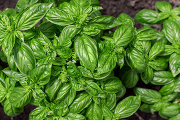 Fresh organic green basil plant. Background closeup.