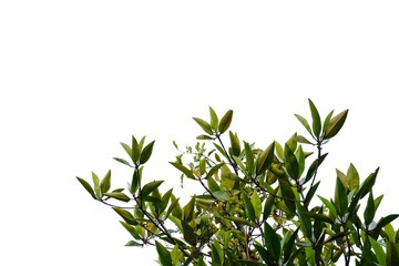 Tropical tree leaves with branches on white isolated background for green foliage backdrop 