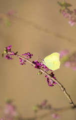 Gonepteryx rhamni (known as the common brimstone stand on February daphne branch and collecting...