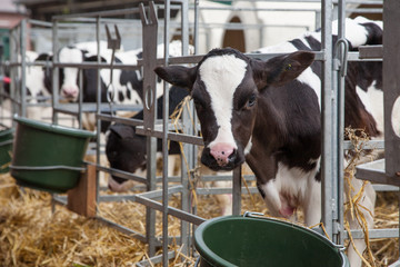 Kälberaufzucht - AGRARMOTIVE Bilder aus der Landwirtschaft © agrarmotive