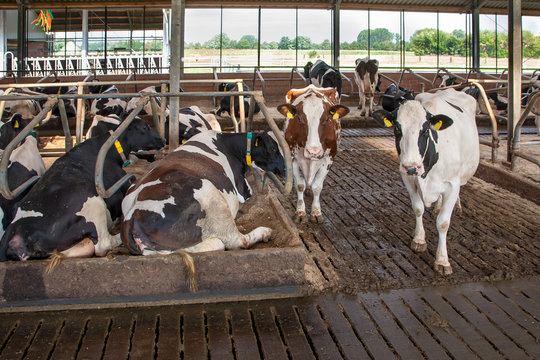 Milchrinder im Stall - Bilder aus der Landwirtschaft AGRARMOTIVE