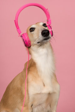 Portrait of a cute silken windsprite wearing pink headphones on her head on a pink background