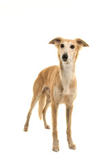 Longhaired whippet dog standing on a white background