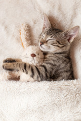 Kitten sleeping with a toy bunny on bed on creamy blanket