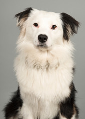 Portrait of a black and white australian shepherd looking at the camera on a grey background