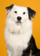 Portrait of a black and white australian shepherd looking at the camera on a yellow background