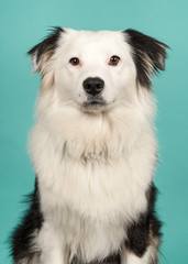 Portrait of a black and white australian shepherd looking at the camera on a turquoise blue background
