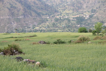 Garhwal Fields