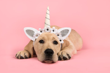 Labrador retriever puppy lying down with unicorn diadem on a pink background © Elles Rijsdijk