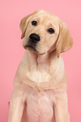Portrait of a cute labrador retriever puppy on a pink background in a vertical image