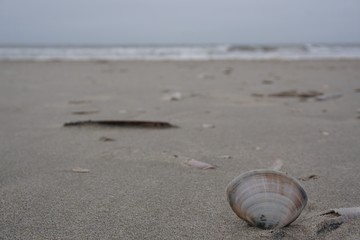 Fototapeta na wymiar Muschel am Strand von Blavand