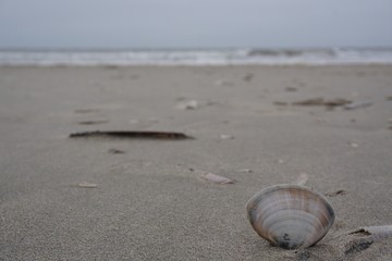 Muschel am Strand von Blavand