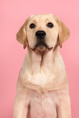 Portrait of a cute labrador retriever puppy looking up on a pink background in a vertical image