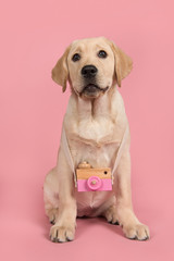 Cute blond labrador retriever with a toy wooden camera on a pink background