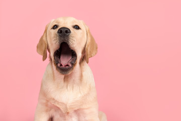 Portrait of a cute labrador retriever puppy with mouth open, yawning on a pink background