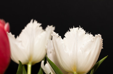 Tulips. Pink. Spring. White. Isolated. Black. Flowers