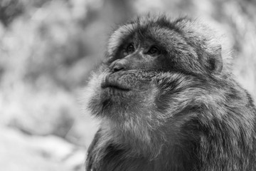 Portrait of a barbary ape in black and white, Morocco