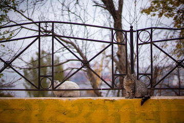 Gray and white stray cats are sitting near fence in park in Odessa, Ukraine.