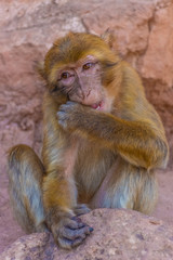 Wild barbary ape eating in Morocco