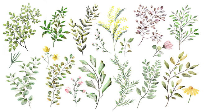 Watercolor illustration.  Botanical collection. A set of wild and garden herbs. Flowers, leaves, branches and other natural elements. All pictures isolated on white background.