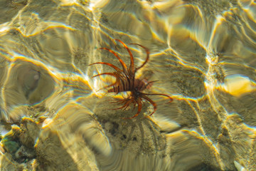 Red lionfish (Pterois volitans) is a venomous coral reef fish in the family Scorpaenidae. Ripples...