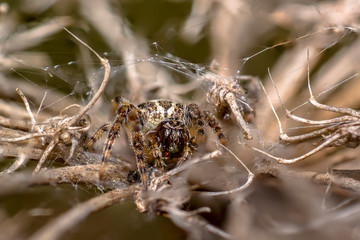 spider in its own web nest on a seasonal plant