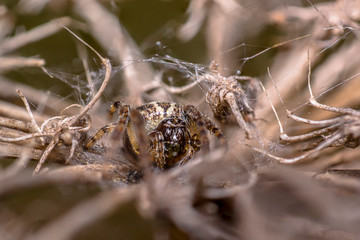 spider in its own web nest on a seasonal plant