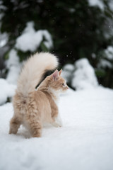 Obraz na płótnie Canvas rear view of a cream colored maine coon kitten standing in deep snow looking to the side