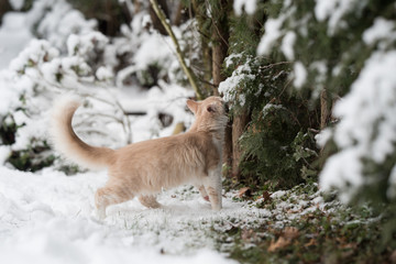 side view of a cream colored maine coon kitten smelling on snowy conifer tree in the garden
