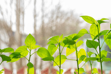 seedlings of domestic plants on the window