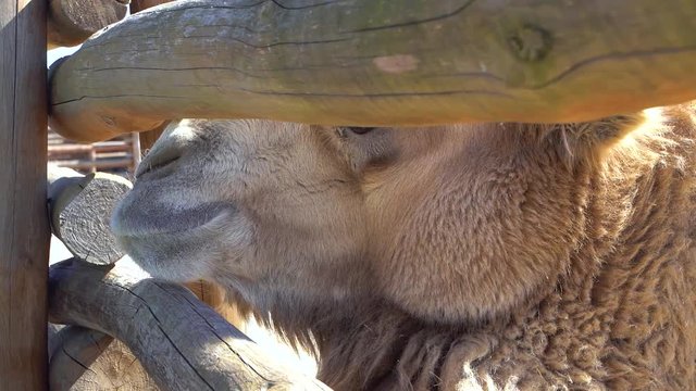 Closeup view of beautiful brown camel standing behind wooden fence. Slow motion full hd video footage.