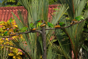 Brown-hooded parrot in Pedacito de Cielo near Boca Tapada in Costa Rica