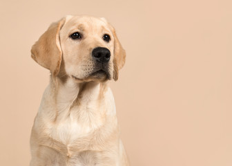 Pretty labrador retriever puppy portrait glancing away on a creme colored background