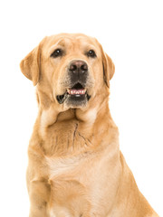 Portrait of a blond labrador retriever looking up isolated on a white background