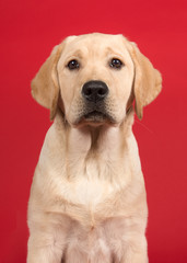 Portrait of a cute labrador retriever puppy on a red background in a vertical image