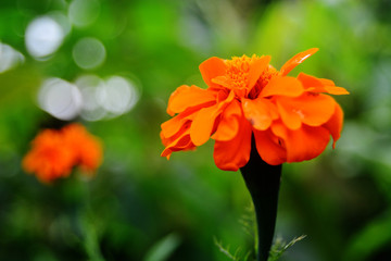 flowers of various colors